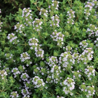 Macierzanka Compactus P11(1L)