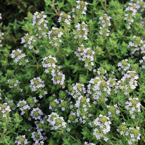 Macierzanka Compactus P11(1L)