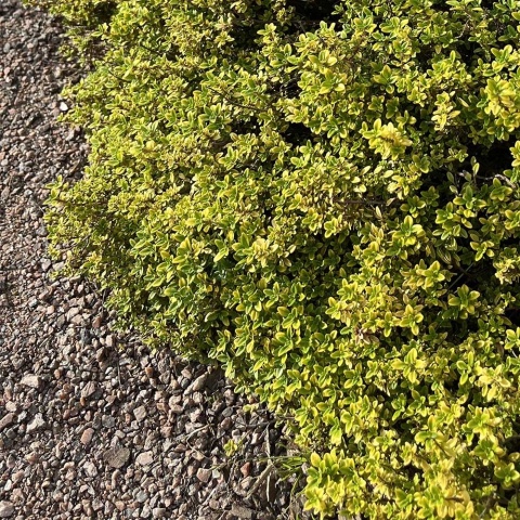 Macierzanka cytrynowa Aureus P11(1L)