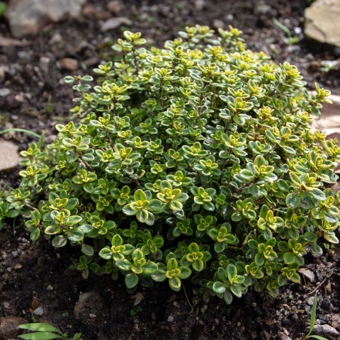 Macierzanka cytrynowa Lemon Variegata P11(1L)