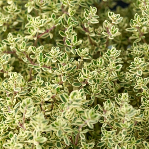 Macierzanka cytrynowa Silver King P11(1L)