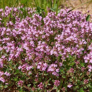 Macierzanka piaskowa 1L