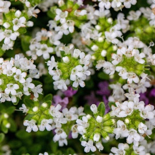 Macierzanka piaskowa Albus P9(0,5L)