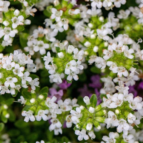 Macierzanka piaskowa Albus P9(0,5L)