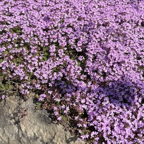 Macierzanka piaskowa Elfin P9(0,5L)