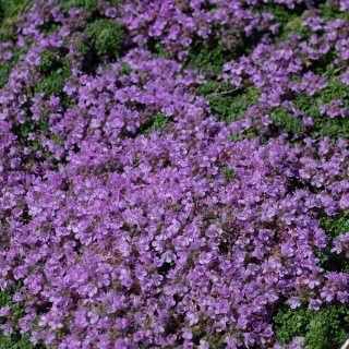 Macierzanka piaskowa Magik Carpet P9(0,5L)