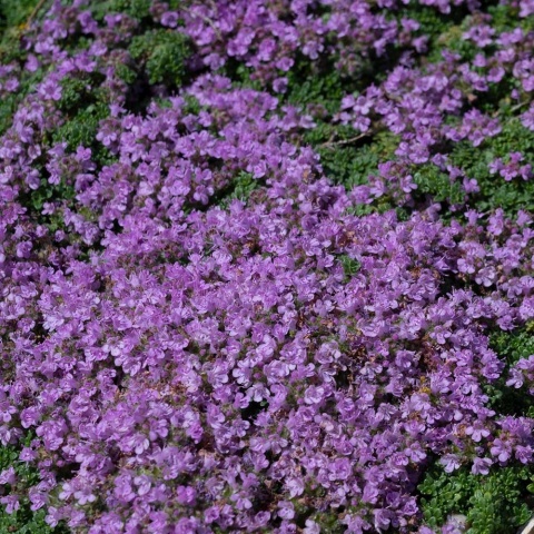 Macierzanka piaskowa Magik Carpet P9(0,5L)