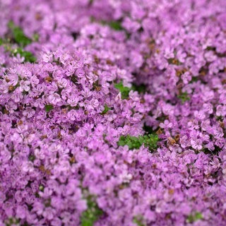 Macierzanka piaskowa Minor P9(0,5L)