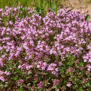 Macierzanka piaskowa P9(0,5L)