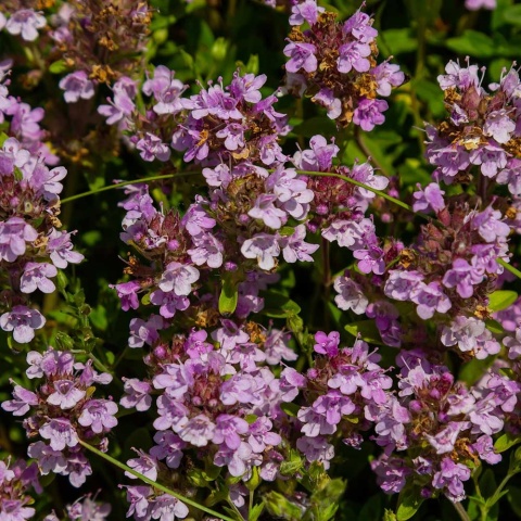 Macierzanka wczesna Minor P9(0,5L)