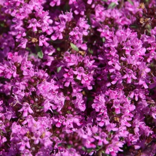 Macierzanka wczesna Red Carpet P9(0,5L)