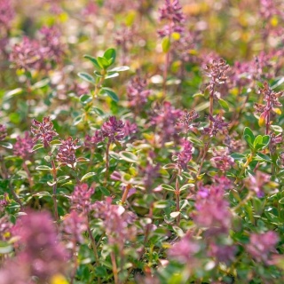 Macierzanka zwyczajna 1L