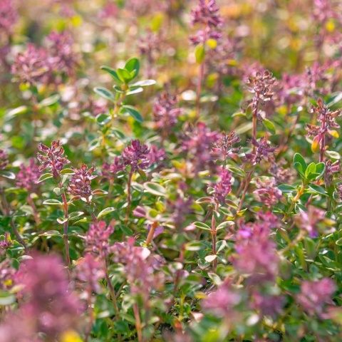 Macierzanka zwyczajna P9(0,5L)