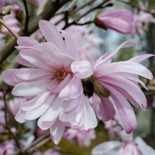 Magnolia gwieździsta Rosea 2L