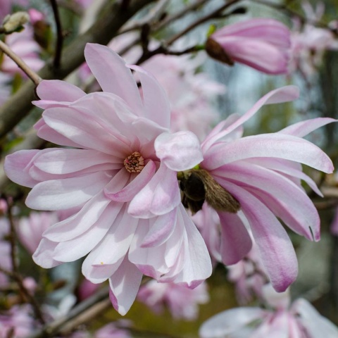 Magnolia gwieździsta Rosea 2L
