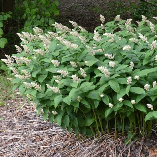 Majówka groniasta P11(1L)