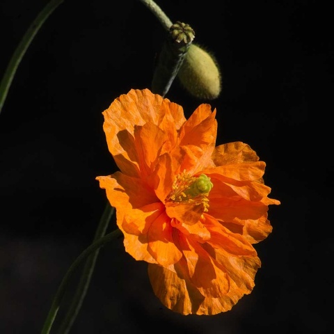 Mak marokański Flore Pleno P9(0,5L)