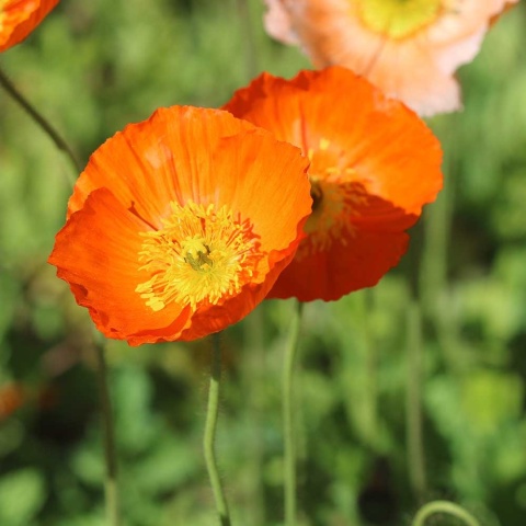 Mak syberyjski Wonderland P11(1L)