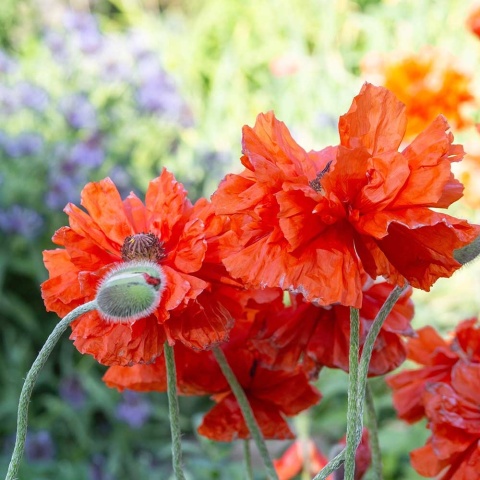 Mak wschodni Charvest Moon 2L