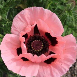 Mak wschodni Princess Victoria Louise 2L