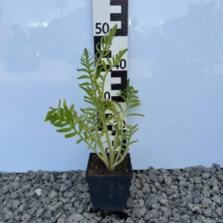 Mak wschodni Princess Victoria Louise 2L