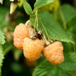 Malina Poranna Rosa 2L