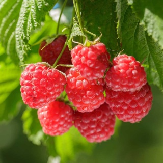 Malina Zefa Hersterne 2L