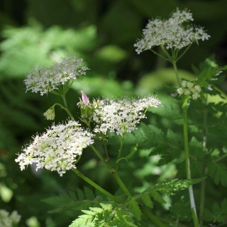 Marchewnik anyżowy P11(1L)