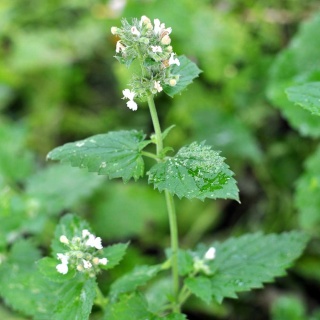 Melisa lekarska P9(0,5L)