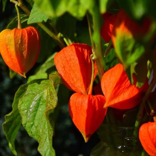 Miechunka Franchetii P11(1L)