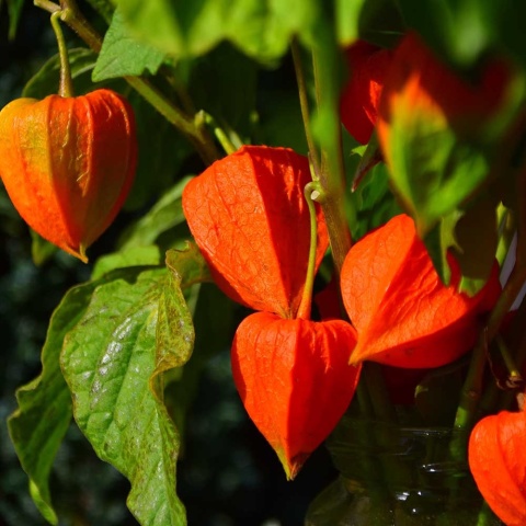 Miechunka Franchetii P11(1L)