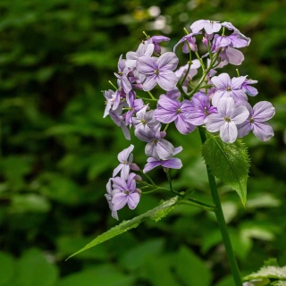 Miesiącznica trwała P11(1L)