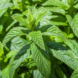 Mięta długolistna P9(0,5L)