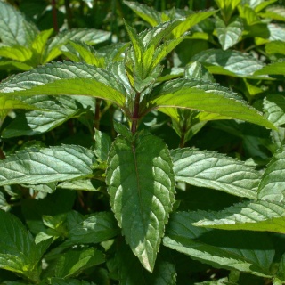 Mięta pieprzowa Chocolate P11(1L)