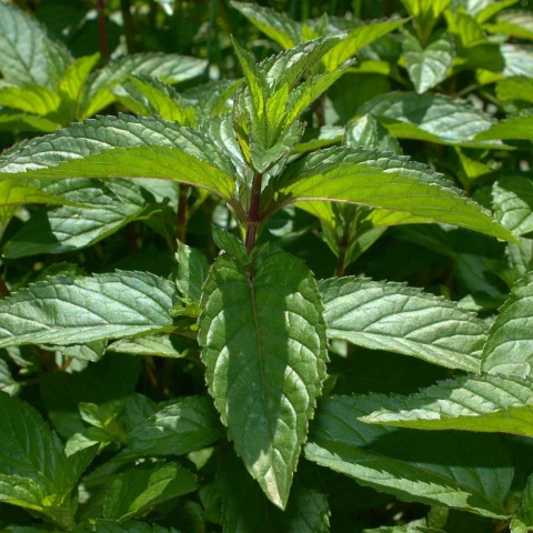 Mięta pieprzowa Chocolate P11(1L)