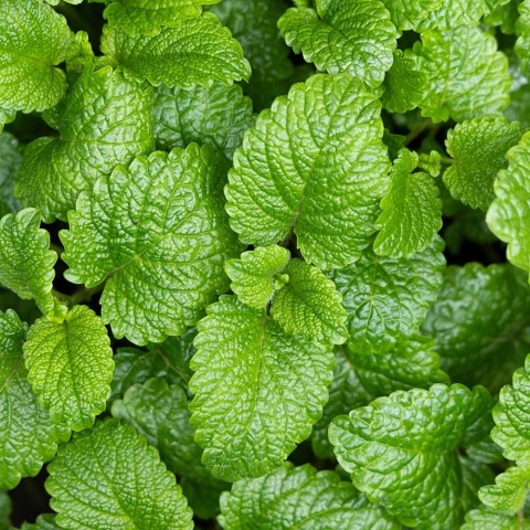 Mięta pieprzowa Lemon Fresh P11(1L)