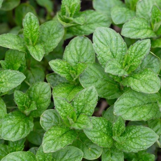 Mięta pieprzowa P9(0,5L)