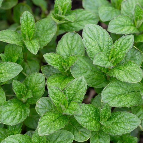 Mięta pieprzowa P9(0,5L)