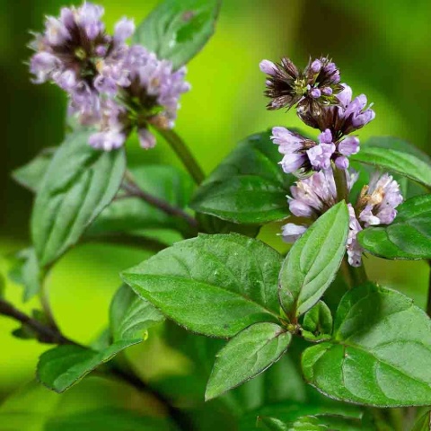 Mięta pomarańczowa 1L(P11)