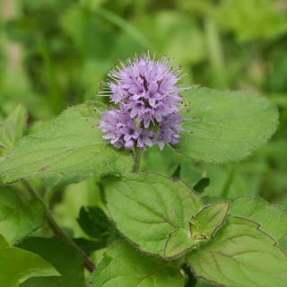 Mięta wodna P9(0,5L)