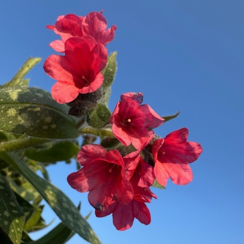 Miodunka Shrimpson on the Barbie 2L