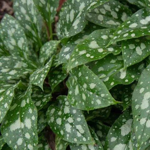 Miodunka Shrimpson on the Barbie 2L