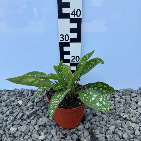 Miodunka Shrimpson on the Barbie 2L