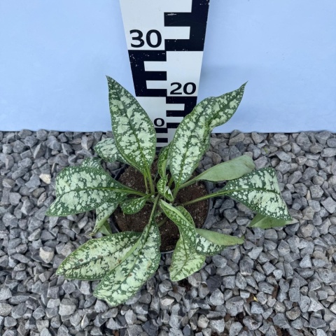 Miodunka Trevi Fountain 2L