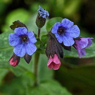 Miodunka ogrodowa Moonshine P11(1L)