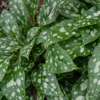 Miodunka ogrodowa Shrimps on the barbie P11(1L)