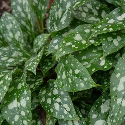 Miodunka ogrodowa Shrimps on the barbie P11(1L)