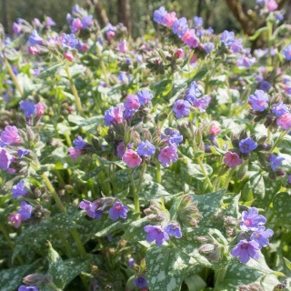 Miodunka ogrodowa Trevi Fontain P11(1L)