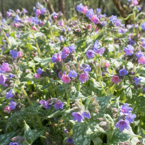 Miodunka ogrodowa Trevi Fontain P11(1L)