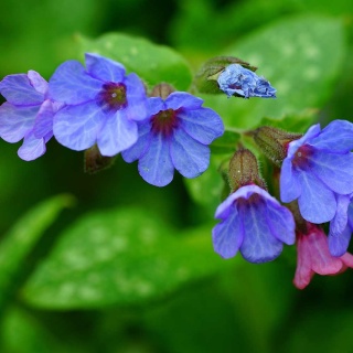 Miodunka plamista Smokey Blue P11(1L)